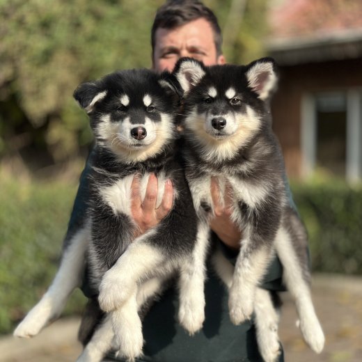 Alaskan Malamute (Alaska Kurdu) yavruları 