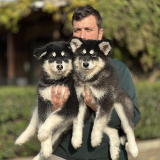 Alaskan Malamute (Alaska Kurdu) yavruları 