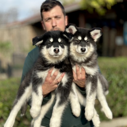 Alaskan Malamute (Alaska Kurdu) yavruları 