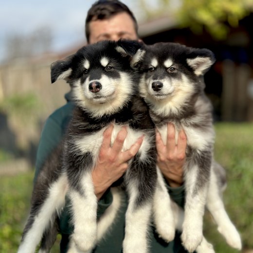 Alaskan Malamute (Alaska Kurdu) yavruları 