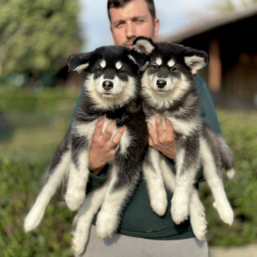 Alaskan Malamute (Alaska Kurdu) yavruları 