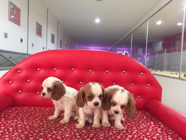 Cavalier King Charles Yavruları 