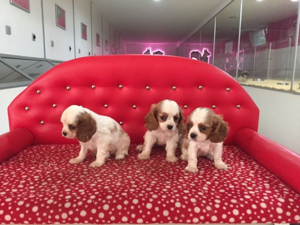 Cavalier King Charles Yavruları 