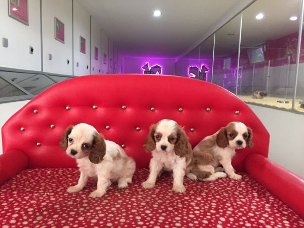 Cavalier King Charles Yavruları 