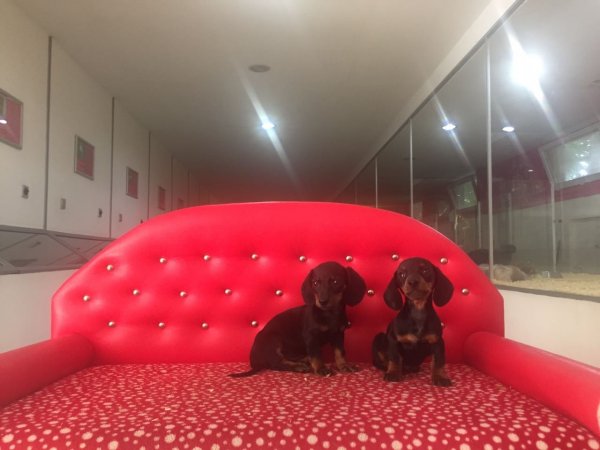 Dachshund Yavruları 