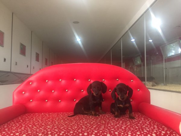 Dachshund Yavruları 