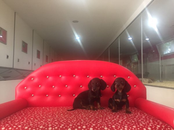 Dachshund Yavruları 