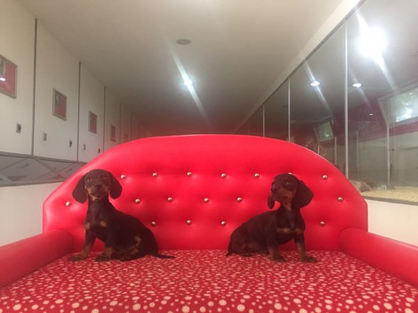 Dachshund Yavruları 