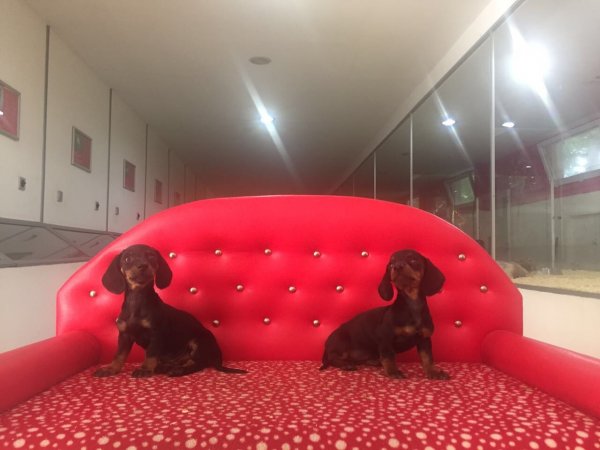 Dachshund Yavruları 