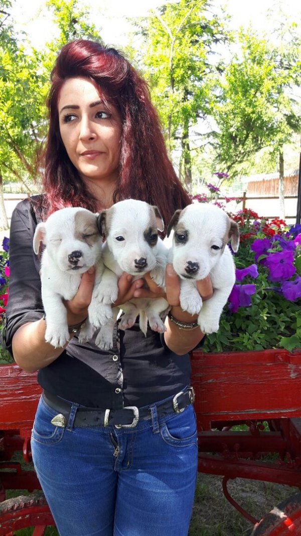 Jack Russel Yavruları 