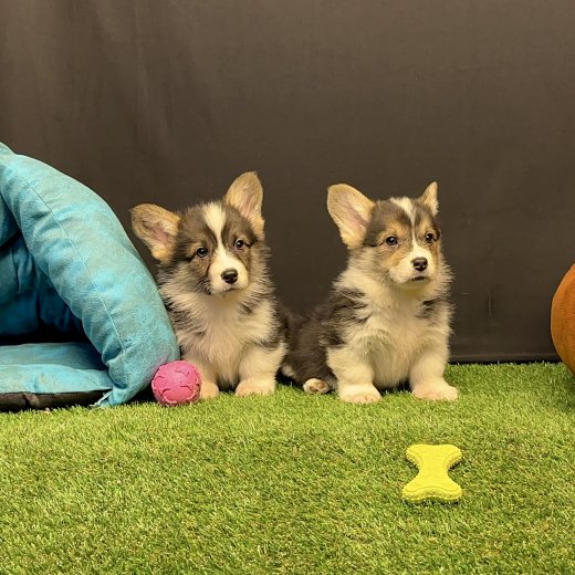 Pembroke Welsh Corgi 