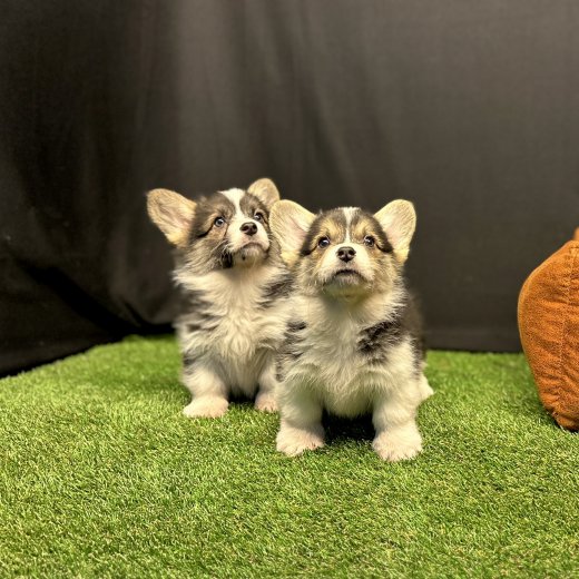 Pembroke Welsh Corgi 