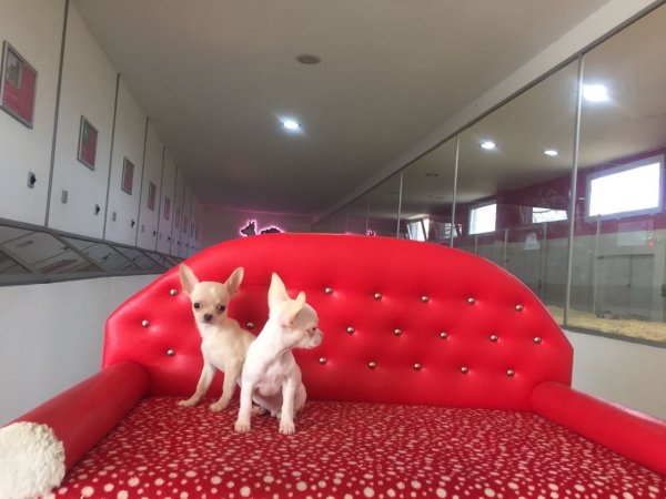 Satılık Chihuahua Yavruları 