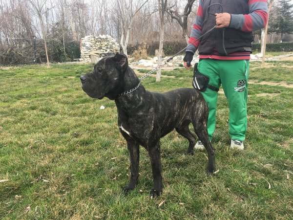 Satılık Eğitimli Cane Corso 