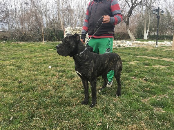 Satılık Eğitimli Cane Corso 