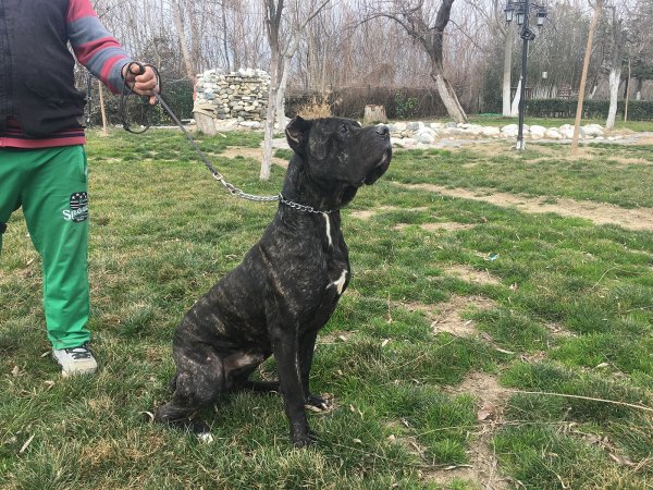 Satılık Eğitimli Cane Corso 