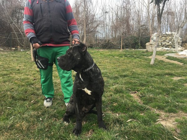 Satılık Eğitimli Cane Corso 