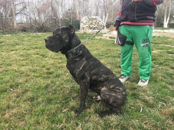 Satılık Eğitimli Cane Corso 