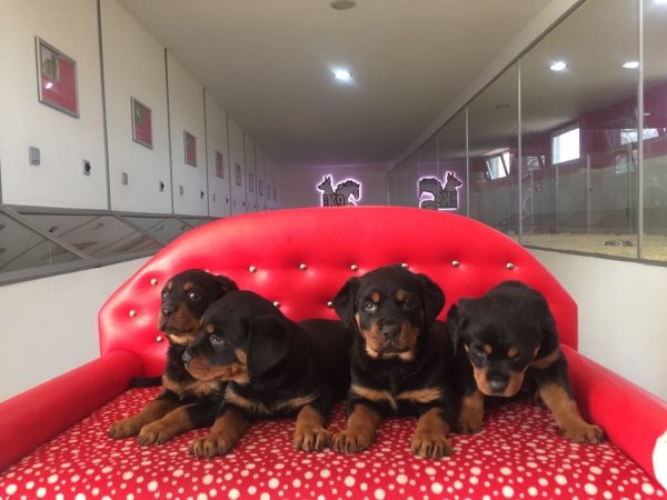 Satılık Rottweiler Yavruları 