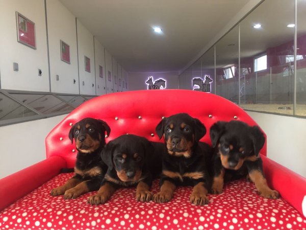 Satılık Rottweiler Yavruları 