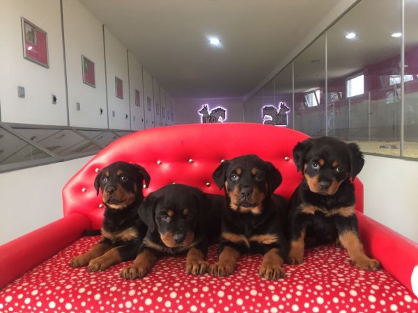 Satılık Rottweiler Yavruları 