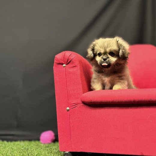 Sevimli Pekingese Yavrumuz 